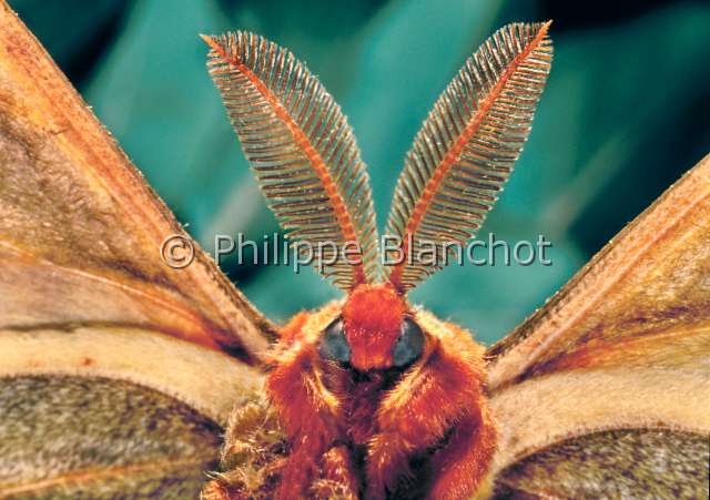 Anthareae polyphemus.JPG - Antheraea polyphemus (Portrait)Polypheme d'AmeriqueSilkvorm mothLepidopteraSaturniidaeEtats Unis